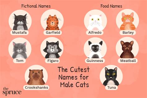 Best 200+ Names for Male Cats