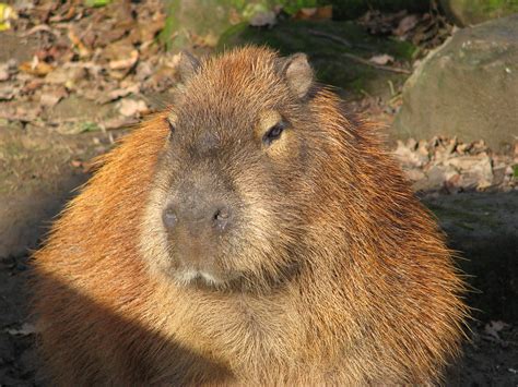 Capybara or giant gerbil? | Lloyd Shove | Flickr