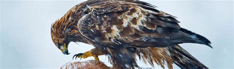 Wild Animal Ladakh