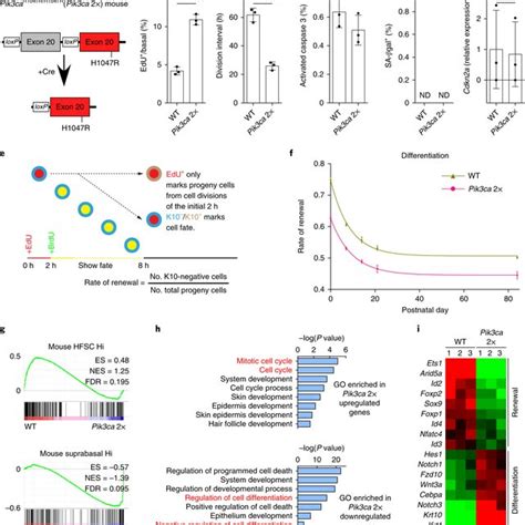 EdU-BrdU pulse chase differentiation assay measures renewal rate in ...