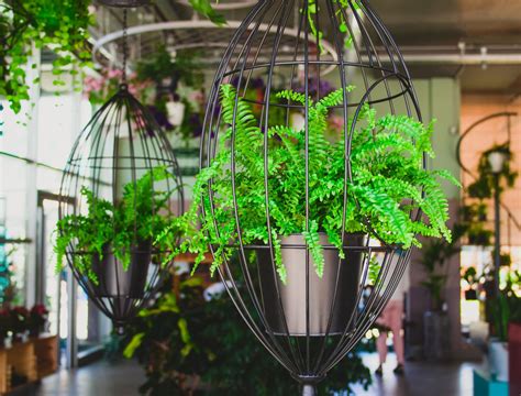 The Best Ferns For Hanging Baskets