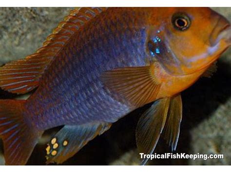 Rusty Cichlid | Tropical Fish Keeping