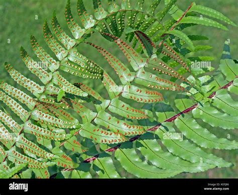 Fern spores under the leaves, close up Stock Photo - Alamy