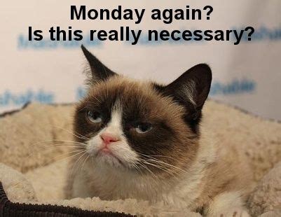 monday again? Gato Grumpy, Grumpy Cat Meme, Cat Jokes, Funny Cat Memes ...