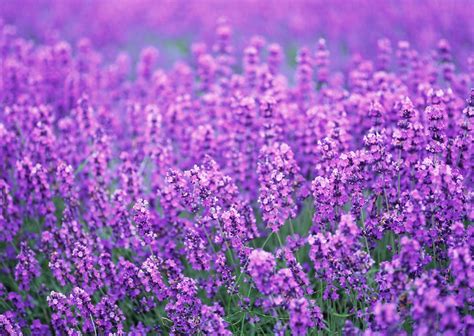 Purple Flower Wallpaper HD | PixelsTalk.Net