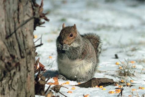 What Is The Gestation Period For A Squirrel