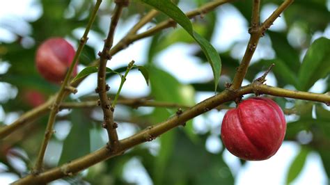 Buah Mahkota Dewa: Buah Ajaib yang Menyembuhkan Penyakit dan Meningkatkan Kesehatan - citratama ...