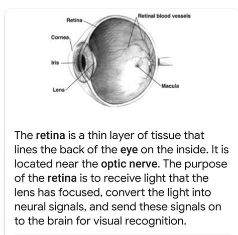 what is tha function of retina in human eye - Brainly.in