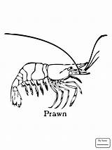 Coloring Pages  The Best Free Crustacean Drawing Images From sketch template