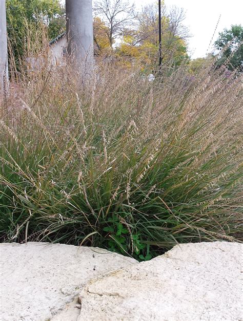 Bouteloua curtipendula Side-oats Grama | Prairie Moon Nursery