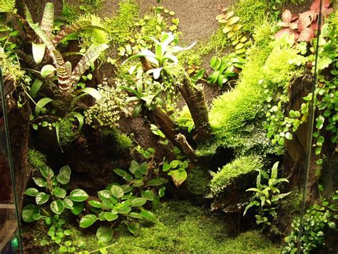 Paludarium Plants >> Paludariums.net