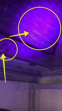 Does Ultraviolet Light Kill Black Mold | Shelly Lighting