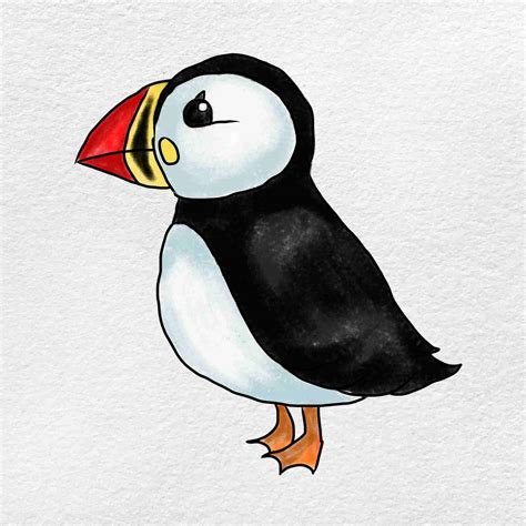 How to Draw A Puffin - Hodges Lounctirough88