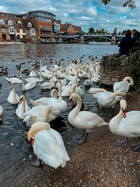 A White Swan on the Lake · Free Stock Photo