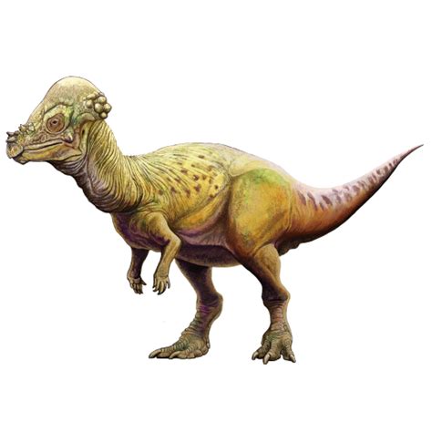 Pachycephalosauria & Pachycephalosaurids Dinosaur Facts