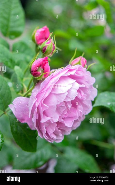 Pink Rose bush, USA Stock Photo - Alamy