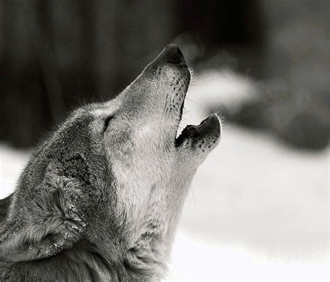 Black Wolf Howling Wallpapers #Black #Wolf #Howling #Wallpapers Cellphone Wallpaper, Android ...