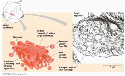 Appareil de Golgi : Structure, compostions et rôle | Bio faculté