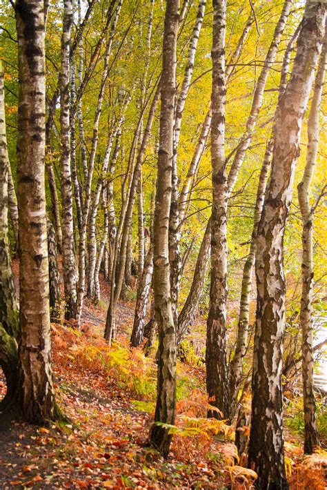 Birch trees in autumn | Stock image | Colourbox