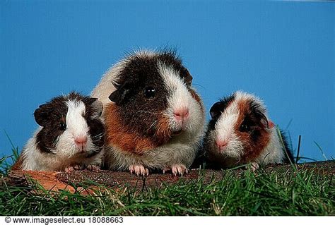 Rex guinea pig with kittens Rex guinea pig with kittens, tricolour, Rex ...