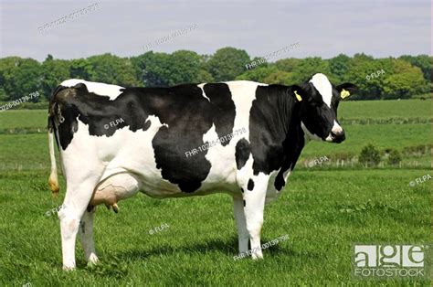 Holstein Friesian Cattle | FictionRulezForever Wiki | Fandom