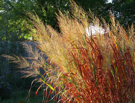 Plano Prairie Garden: Fall Colors - Grasses