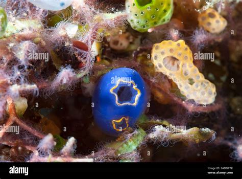 Ascidian Biodiversity, Indonesia Coral Reef Stock Photo - Alamy