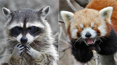 See the difference! Is Master Shifu a red panda or a raccoon? - CGTN