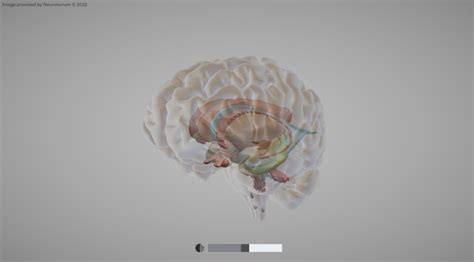 How to use the 3D Brain Atlas - Neurotorium