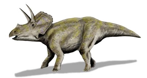 Eotriceratops Pictures & Facts - The Dinosaur Database