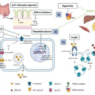 Pharmacologic mechanisms of Antidiabetic Drugs. | Download Scientific ...