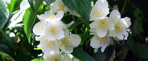 Idaho State Flower - The Syringa - ProFlowers Blog | Syringa, Proflowers, Flowers