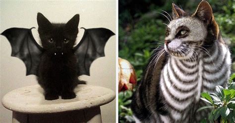 17 costumes d’Halloween terrifiants pour chats | Chat effrayant, Chat halloween, Costume halloween