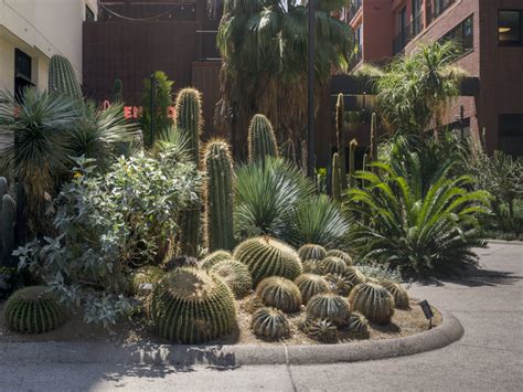 Cactus Gardens Ideas and an Insider Look at John Mayers Cacti Collection