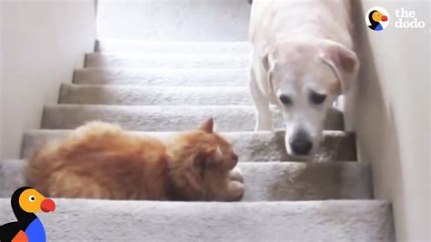 Dogs Who Are Afraid Of Cats Compilation | The Dodo - YouTube