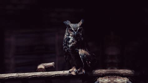 Night Owls Wallpapers - Wallpaper Cave