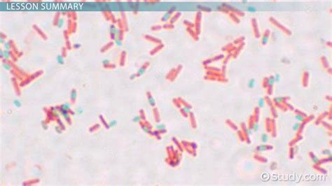 Bacillus Subtilis Spore Stain