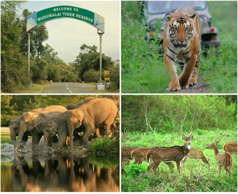 The Marvellous Spectacle at Mudumalai Wildlife Sanctuary - TravelForU