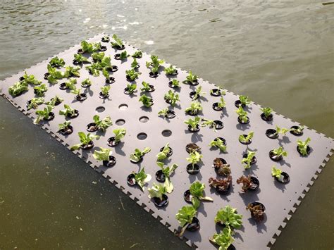 pond planter floaters | ... wetland plants, this floating plant raft is planted with lettuce ...