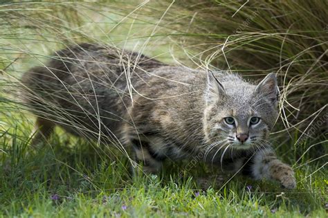 Pampas cat - Stock Image - C048/4386 - Science Photo Library