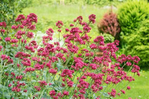 Valerian: Plant Care & Growing Guide