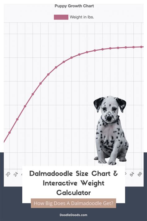 Dalmadoodle Size Chart + Interactive Weight Calculator - Doodle Doods