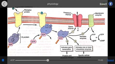 Signaling transduction - YouTube