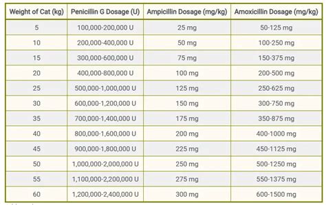 Penicillin For Cats: Uses, Benefits & Side Effects