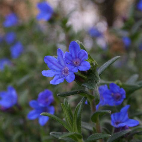 Lithodora - Potager Garden