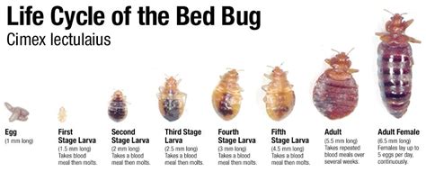 Las Vegas Bed Bug Treatment and Elimination - Innovative Pest Management | Innovative Pest ...