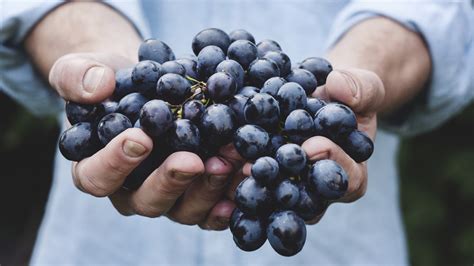 Grapes: Health benefits and nutrition facts | Live Science