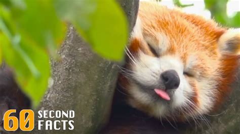 Red Pandas | 60 Second Facts - YouTube