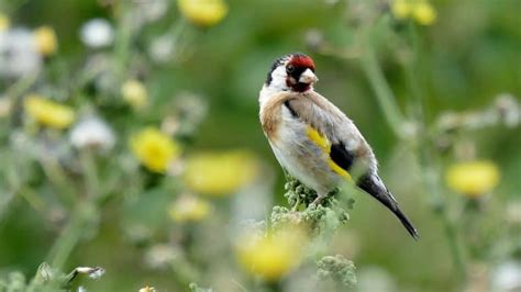 French bird populations declined by 30% because of human activity