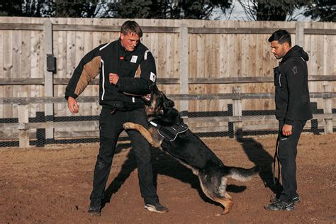 Personal Protection Training for Dogs, Family Dogs Training UK